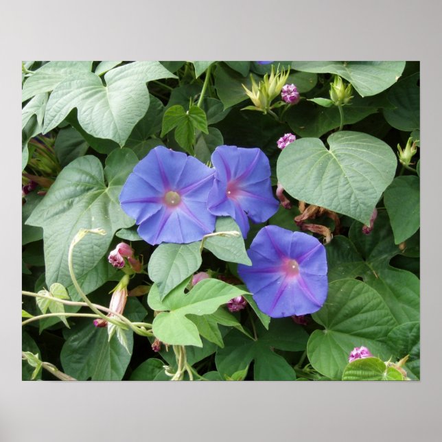 Morning Glory Foto Poster (Vorne)