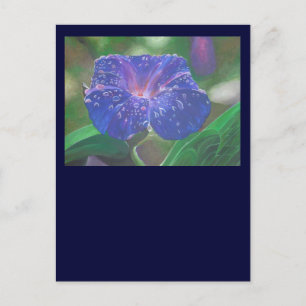 Morning Glory (Ipomoea Purpurea) Petals und Dew Dr Postkarte