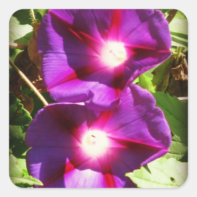 Morning Glory Macro Quadratischer Aufkleber (Vorderseite)