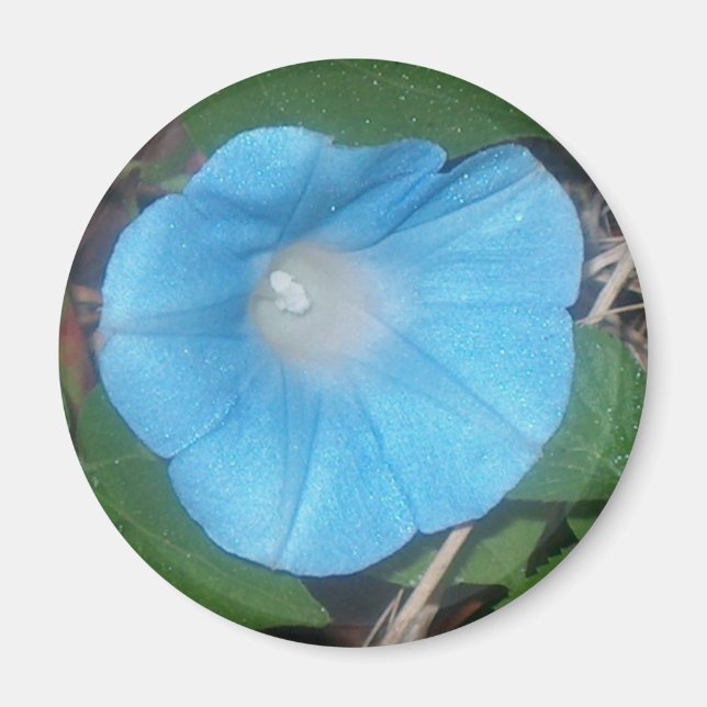 Morning Glory Magnet (Vorne)