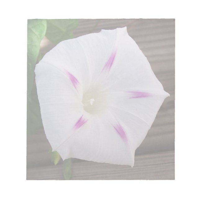 Morning Glory Notizblock (Vorderseite)