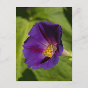 Morning Glory Postcard Postkarte