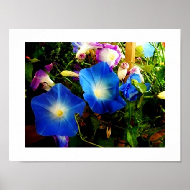 Morning Glory Poster (Vorne)