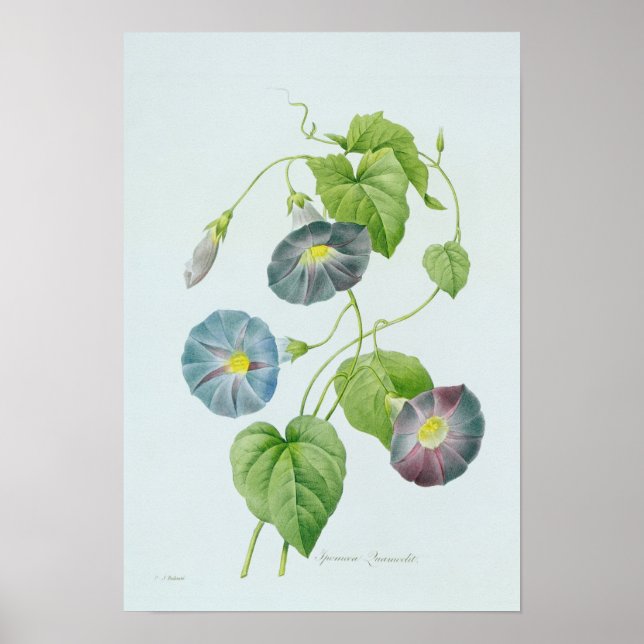 Morning Glory Poster (Vorne)