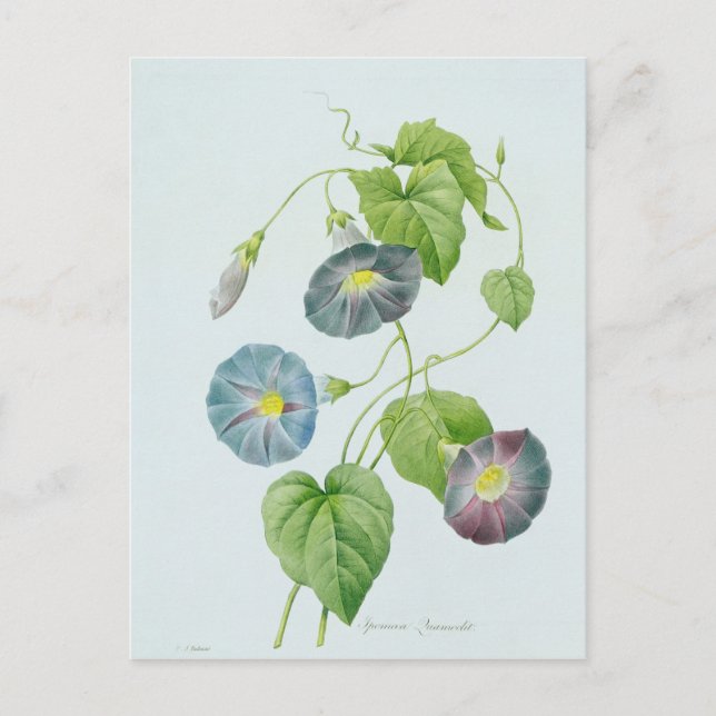 Morning Glory Postkarte (Vorderseite)