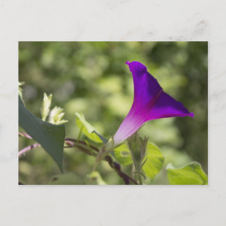 Morning Glory Postkarte