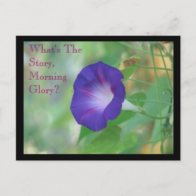 Morning Glory Postkarte (Vorderseite)