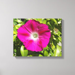 Morning Glory - Rosa mit grünen Blätter Leinwanddruck