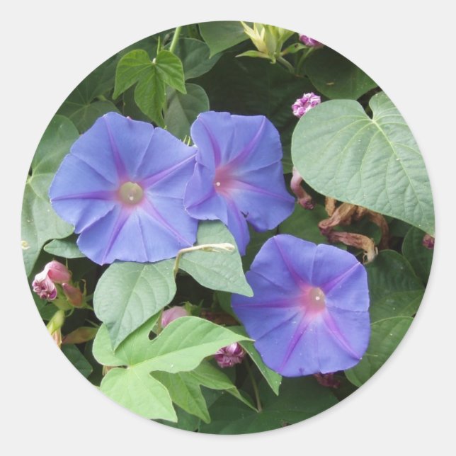 Morning Glory Stickers (Vorderseite)
