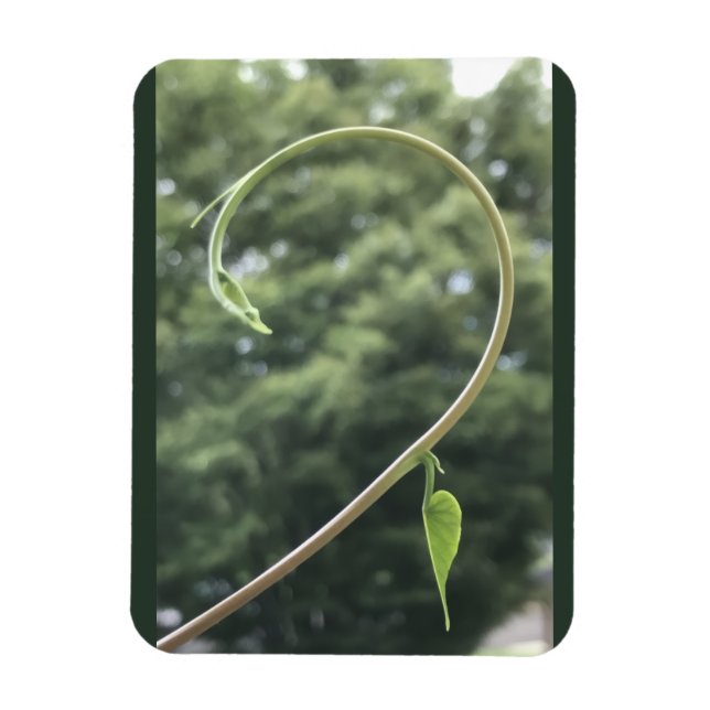 Morning Glory Tendril and Leaf Magnet (Vertikal)