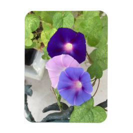 Morning Glory Trio Magnet