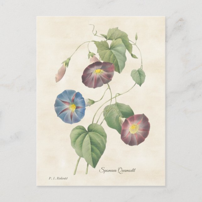 Morning Glory Vintag Botanical Illustration Postkarte (Vorderseite)