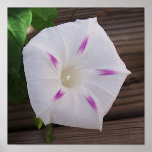 Morning Glory White Canvas Print Poster