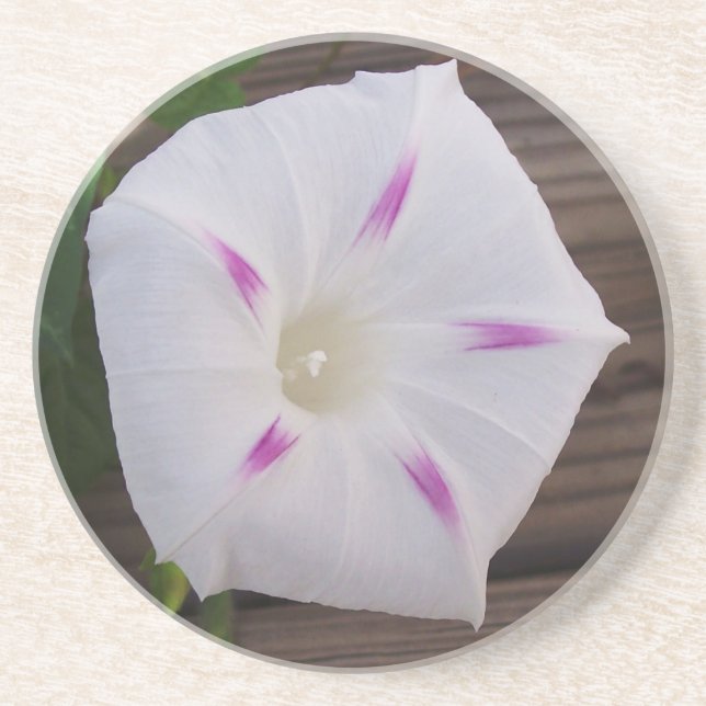 Morning Glory White Getränkeuntersetzer (Vorne)
