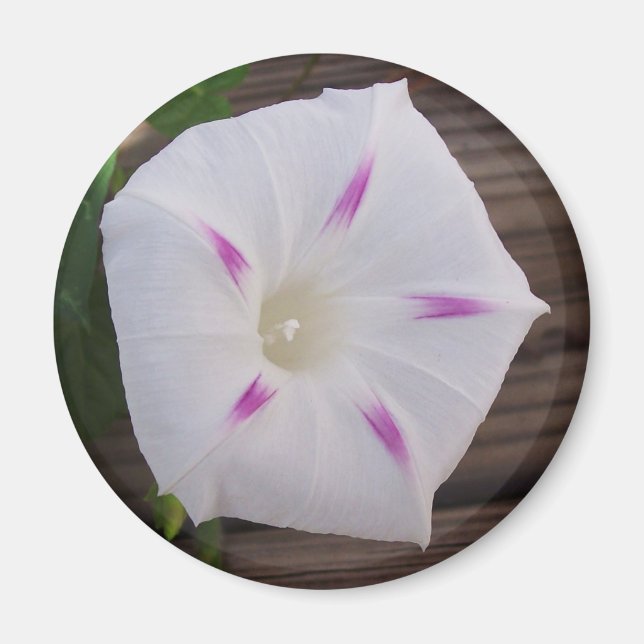 Morning Glory White Magnet (Vorne)