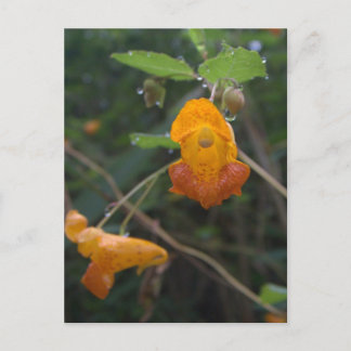 "Morning Glow" Orange Jewel Postkarte