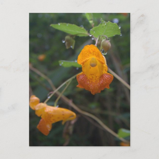 "Morning Glow" Orange Jewel Postkarte (Vorderseite)