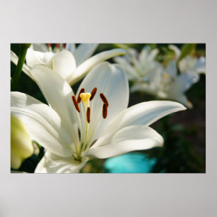 Morning Lily Poster
