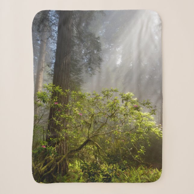 Morning Mist on Rhododendron Sherpadecke (Vorderseite)