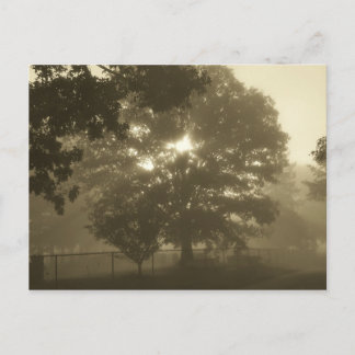 Morning Mist Postkarte