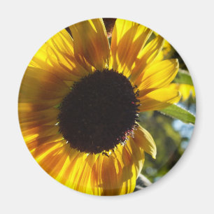 Morning Sonnenblume individuell einstellbar Magnet