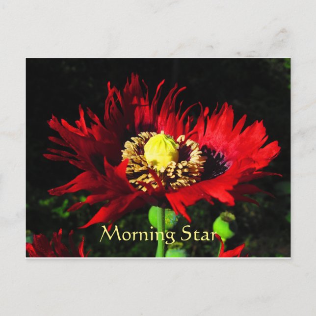 Morning Star Postkarte (Vorderseite)