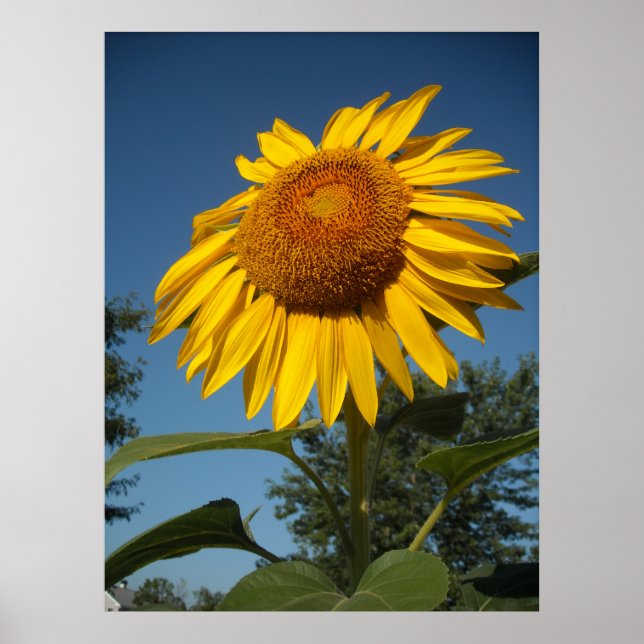 Morning Sunflower Poster (Vorne)