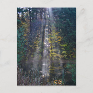 Morning Vermont Forest Postkarte