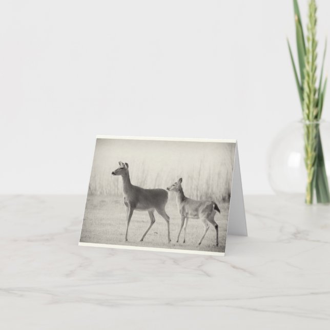 Morning Whitetails Karte (Vorderseite)