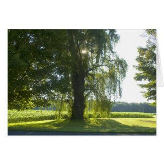 Morning Willow - Starten Sie den Tag des hellen So