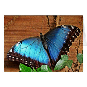 Morpho bleu - papillon