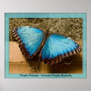 Morpho Peleides - Common Morpho ... Poster