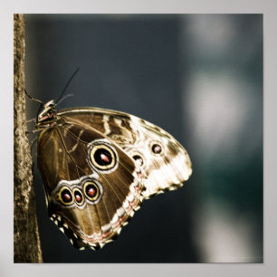 Morpho peleides Impression