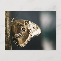 Morpho peleides Postcard