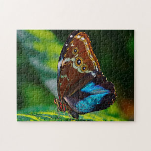 Morpho Peleides Schmetterling.
