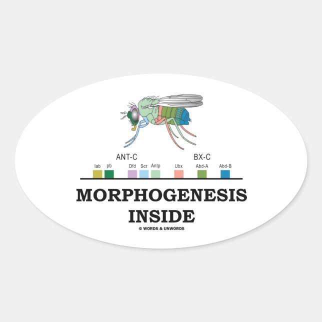 Morphogenese in Drosophila Fruchtfliegengene Ovaler Aufkleber (Vorderseite)