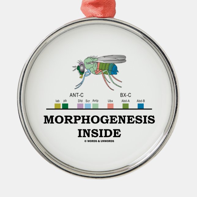 Morphogenese in Drosophila Fruchtfliegengene Silbernes Ornament (Vorne)