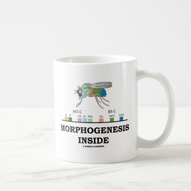 Morphogenese-Innere Kaffeetasse (Rechts)