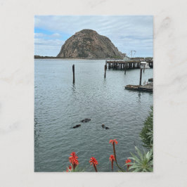 Morro Bay Rock mit Otters Postkarte