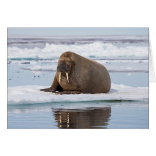 Morse se reposant sur la glace, Norvège