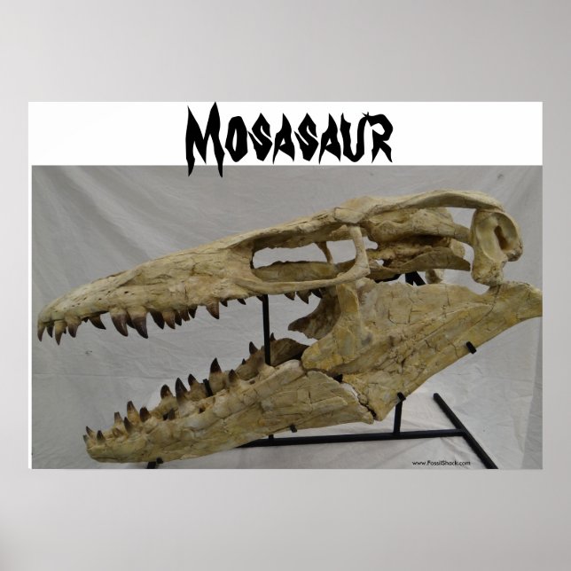 Mosasaur Poster (Vorne)