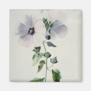 Moschus-Malve, 18. Jahrhundert Magnet