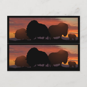 Moschus-Ochse Bookmarkers Postkarte