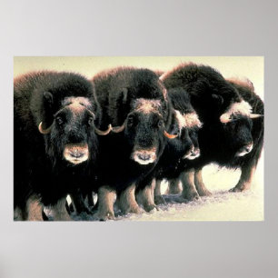 Moschus-Ochsen Poster