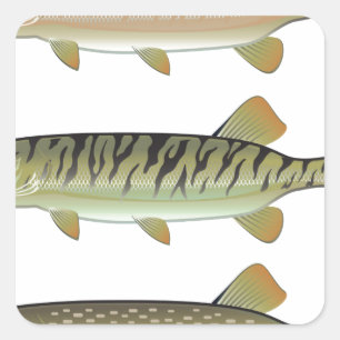 Moschusartiger Tiger moschusartig und Hechtvektor Quadratischer Aufkleber