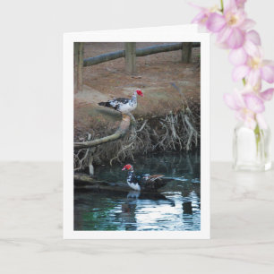 Moschusenten See Portrait Karte