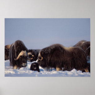 Moschusmuscheln, Ovibos moschatus, Stier und Kuh m Poster