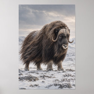 Moschusochse in schneereicher Tundra-Wildnis-Wandk Poster