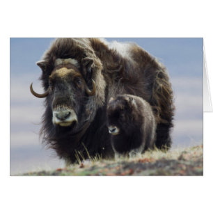 Moschusochse mit Kalb