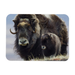 Moschusochse mit Kalb Magnet